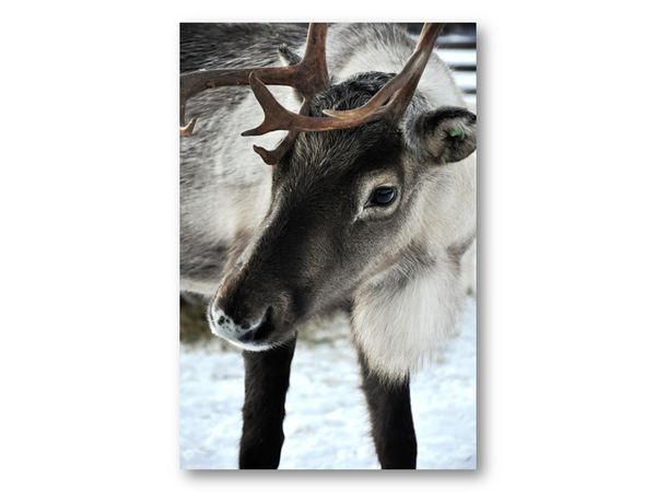 Hovedbilde 50 stk | Reinsdyr | 10x15 cm